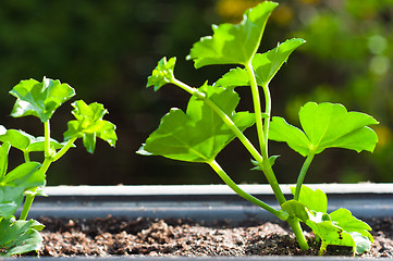 Image showing Fresh green plant in pot