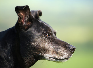 Image showing Dog