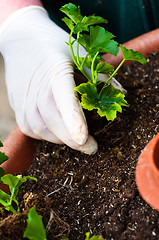 Image showing Hand potting young green plant in soil
