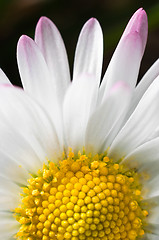 Image showing White flower macro shot
