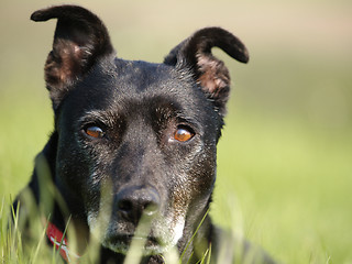 Image showing Dog in Grass