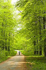 Image showing Forest with man on bicycle