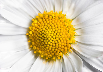 Image showing Beautiful white flower petals
