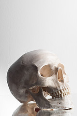 Image showing Anatomically correct medical model of the human skull