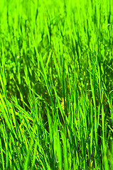 Image showing Green grass in warm tones