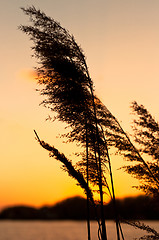 Image showing bamboo at dusk with sunset in background