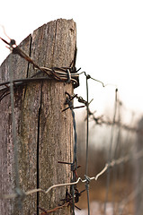 Image showing Military barbed wire on wooden pole