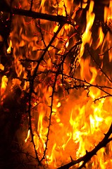 Image showing Wildfire burning bushes in forest