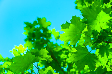 Image showing fresh green maple leaves against blue sky