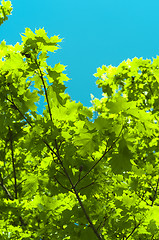 Image showing Fresh green leaves against blue background