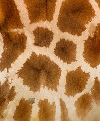 Image showing Authentic animal wool texture