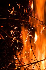 Image showing Wildfire burning bushes in forest