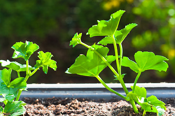 Image showing Young green plant in pot