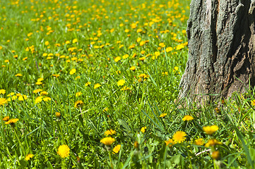 Image showing Yellow flowers blooming on meadow
