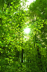 Image showing Sun shining trough leaf in forest