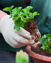 Image showing Hand potting young green plant in soil