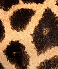 Image showing Authentic animal wool texture