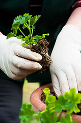 Image showing Hand potting young green plant in soil