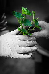 Image showing Hang ginving young plant to another hand in selective colors
