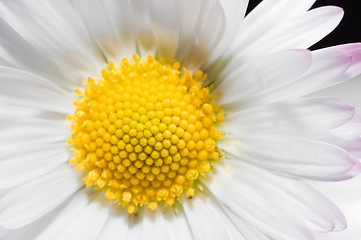 Image showing White flower macro shot