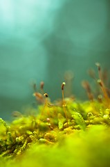 Image showing Macro shot of fresh green moss