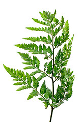 Image showing Fern leaf 