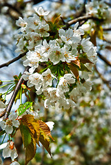 Image showing Almond tree with blossoms