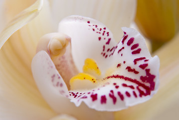 Image showing Orchid flower close-up, selective focus 