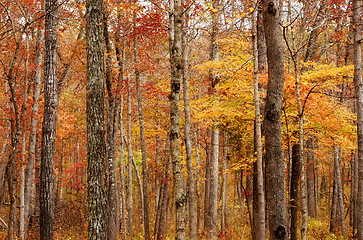 Image showing autumn or fall forest