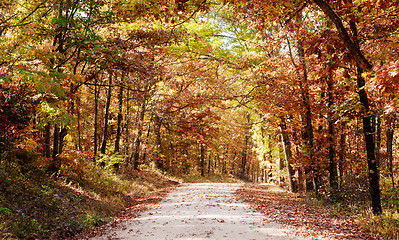 Image showing country road through autumn trees