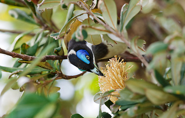 Image showing A Blue Faced Honeyeater