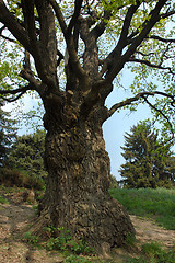 Image showing Big old oak-tree