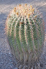 Image showing Cactus