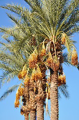 Image showing Palm Trees