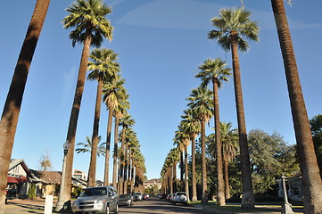 Image showing Palm Trees in Phoenix