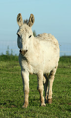 Image showing donkey