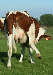 Image showing cow