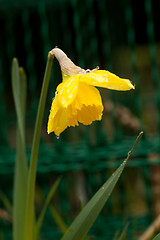 Image showing narcissus