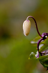 Image showing wood anemone