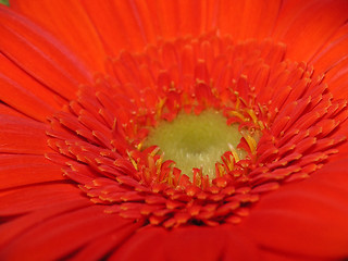 Image showing details of a zinnia centre