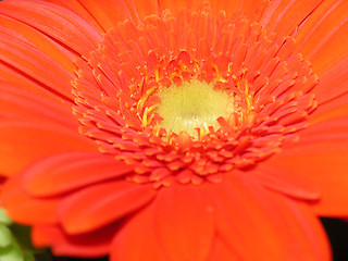 Image showing beautiful zinnia in macro