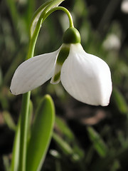 Image showing snowdrop in detail
