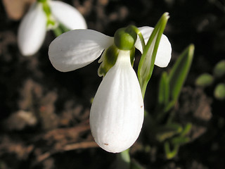 Image showing snowdrop from above taken in the spring sunshine