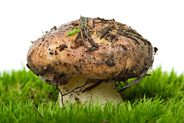 Image showing Yellow boletus (Suillus granulatus) growned over the green moss