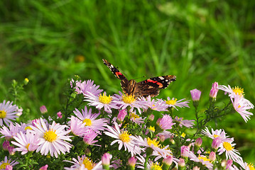 Image showing Admiral (vanessa atalanta) butterfly sitting on wild chrysanthemum flowers