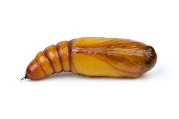 Image showing Brown chrysalis close-up