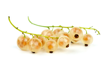 Image showing Some golden currants