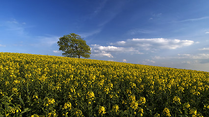 Image showing Canola