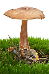 Image showing Toadstool (Greasy Toughshank, Collybia butyracea) growned on the moss