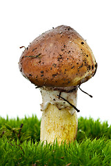 Image showing Yellow boletus (Suillus granulatus) growned over the green moss